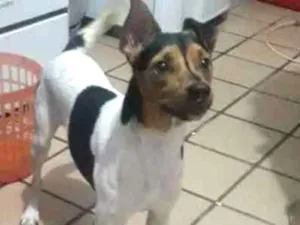 Cachorro raça Fox paulistinha idade 1 ano nome Darwin 