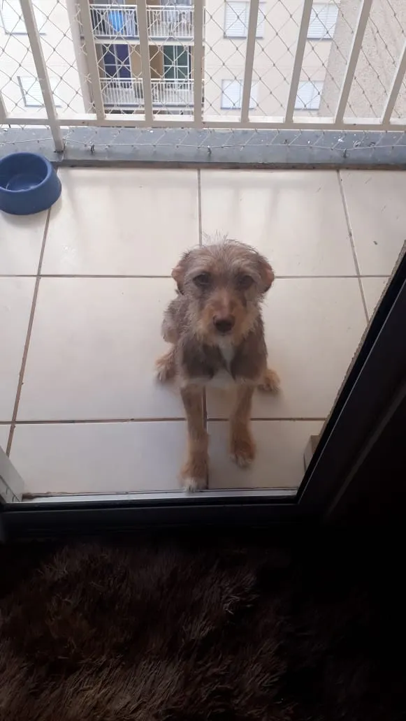 Cachorro raça Srd idade 2 a 6 meses nome Dheck