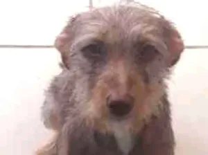 Cachorro raça Srd idade 2 a 6 meses nome Dheck