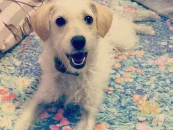 Cachorro ra a Vira lata idade 7 a 11 meses nome Mag