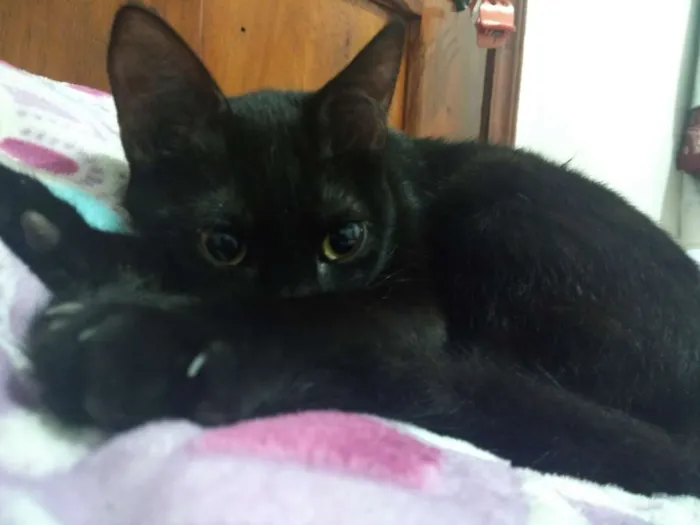 Gato ra a Não definida  idade 7 a 11 meses nome Pitty