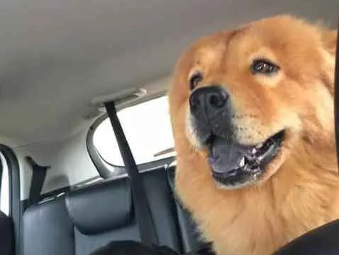 Cachorro ra a Vira-lata e Chow chow idade 2 anos nome Bob e Aika