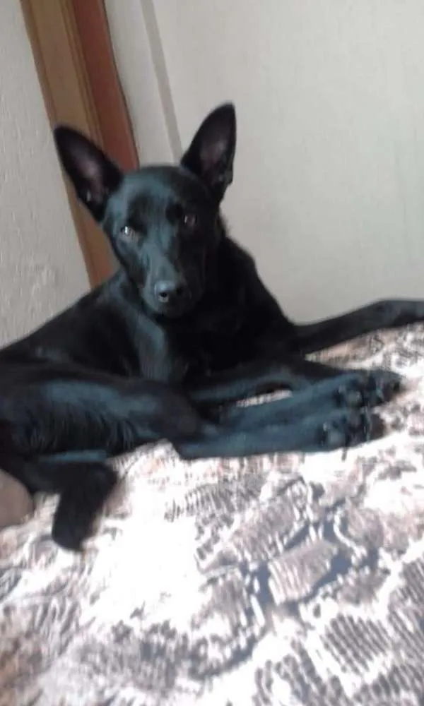 Cachorro ra a Canina idade 7 a 11 meses nome Zeus