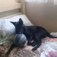 Zeus