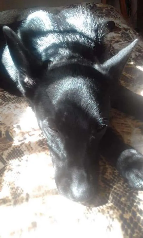 Cachorro ra a Canina idade 7 a 11 meses nome Zeus