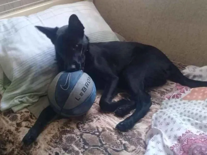 Cachorro ra a Canina idade 7 a 11 meses nome Zeus