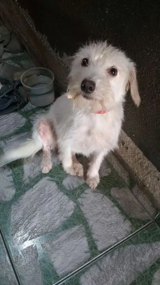 Cachorro ra a Mistiça com poodou idade 1 ano nome Adala 