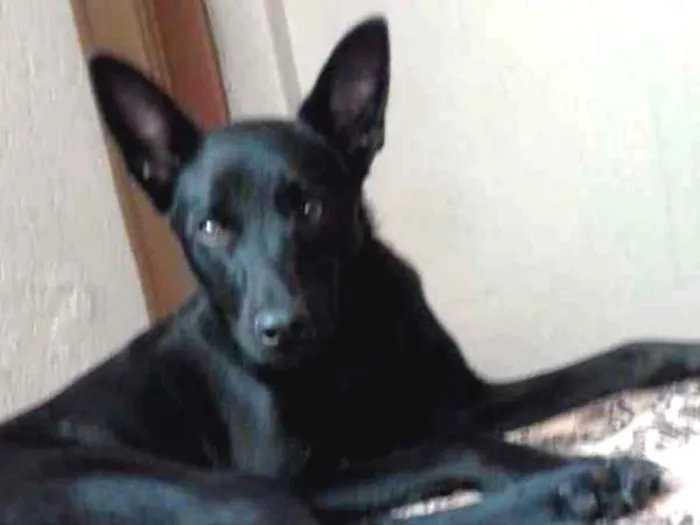Cachorro ra a Canina idade 7 a 11 meses nome Zeus