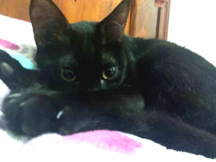 Gato ra a Não definida  idade 7 a 11 meses nome Pitty