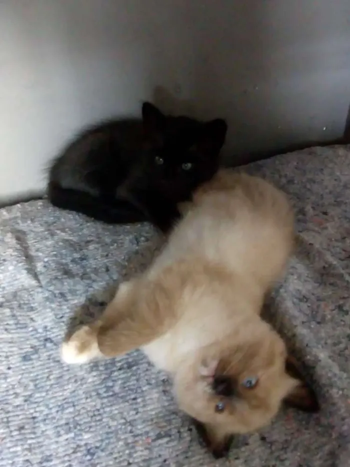 Gato ra a mestiços idade 2 a 6 meses nome Ainda sem nome