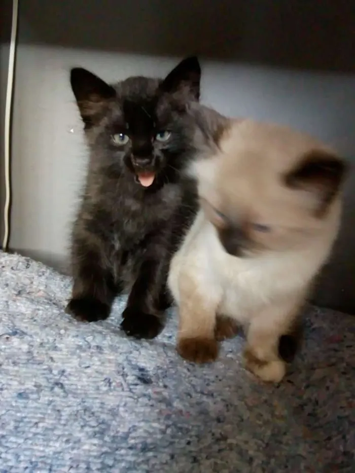 Gato ra a mestiços idade 2 a 6 meses nome Ainda sem nome