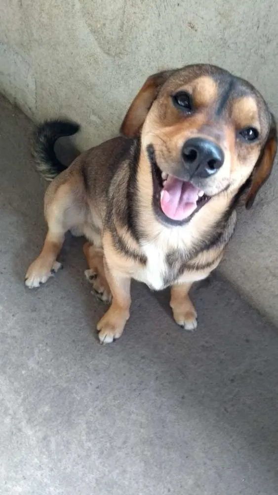 Cachorro ra a Vira lata idade 1 ano nome Fred
