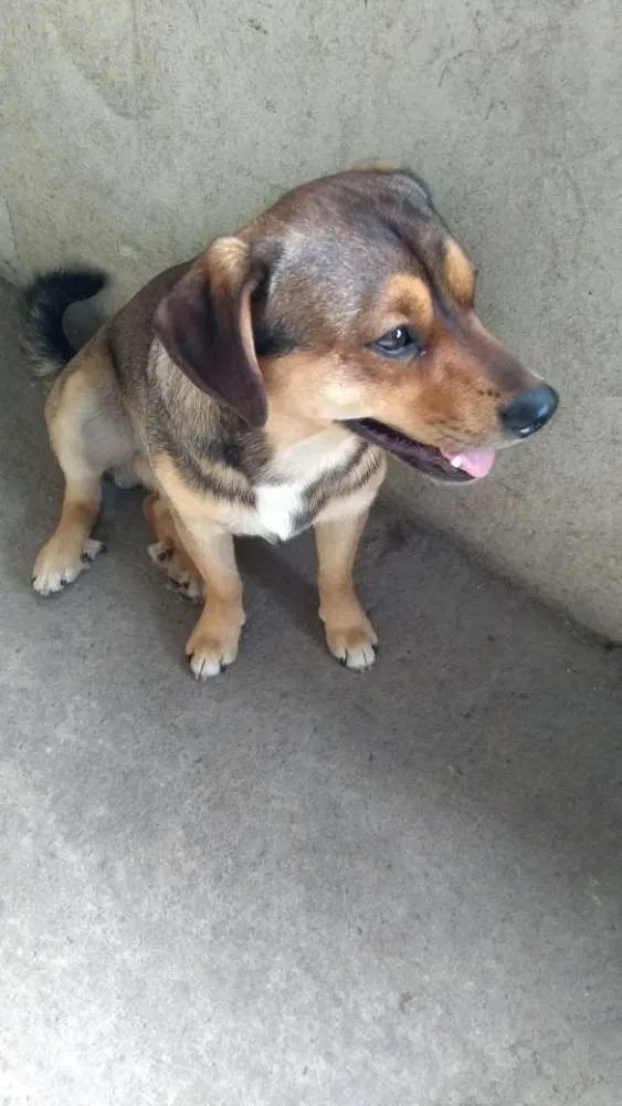 Cachorro ra a Vira lata idade 1 ano nome Fred