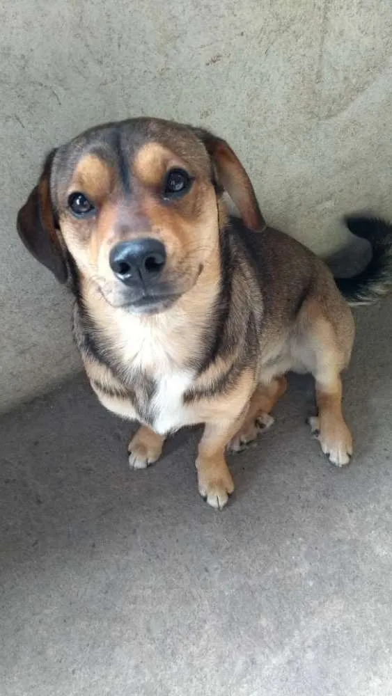 Cachorro ra a Vira lata idade 1 ano nome Fred