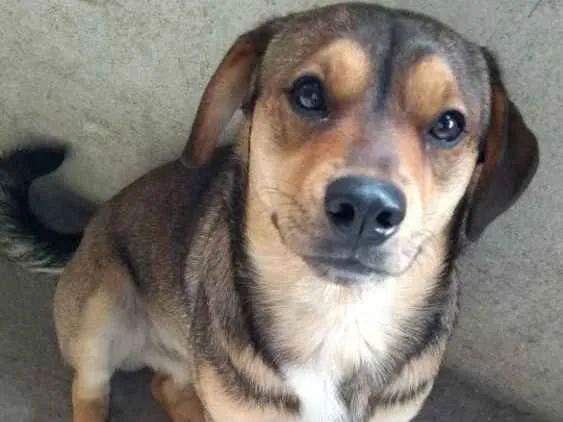 Cachorro ra a Vira lata idade 1 ano nome Fred