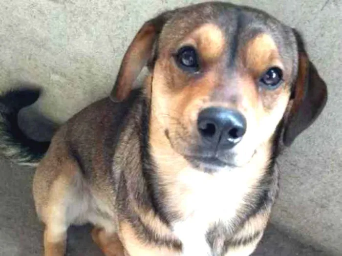 Cachorro ra a Vira lata idade 1 ano nome Fred