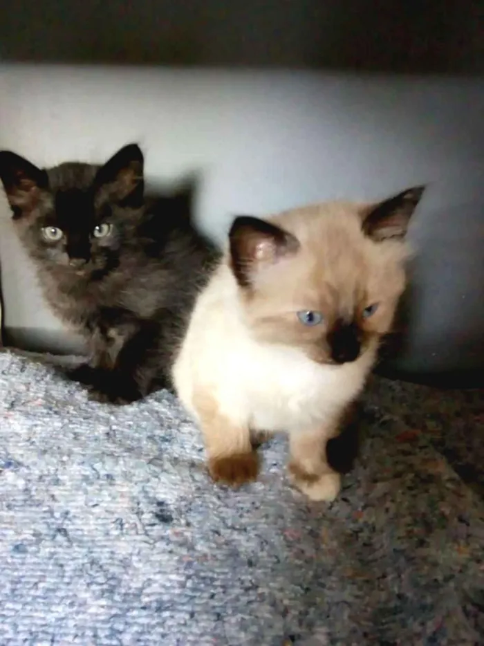 Gato ra a mestiços idade 2 a 6 meses nome Ainda sem nome
