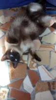 Bianca
