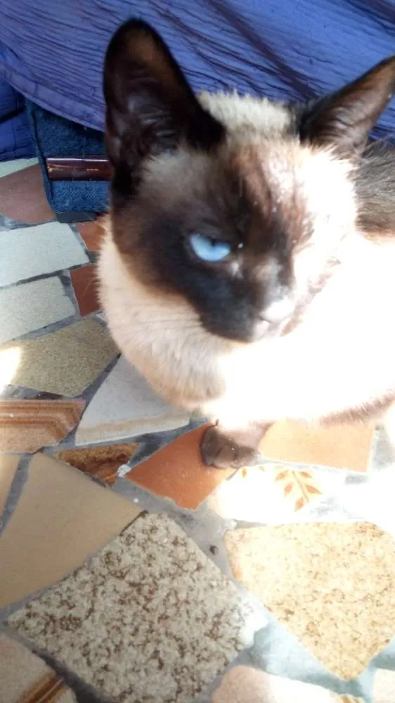 Gato ra a Siamês  idade 2 anos nome Bianca