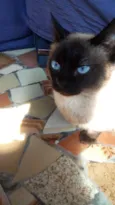 Bianca