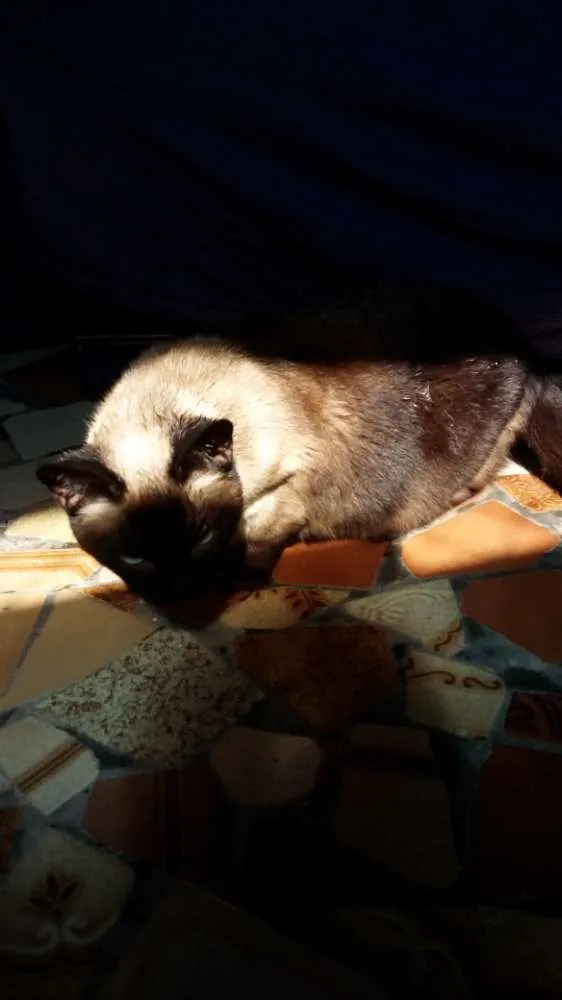 Gato ra a Siamês  idade 2 anos nome Bianca