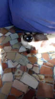 Bianca
