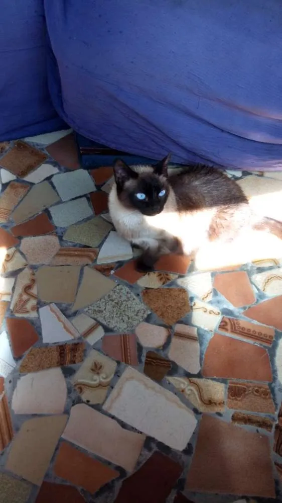 Gato ra a Siamês  idade 2 anos nome Bianca