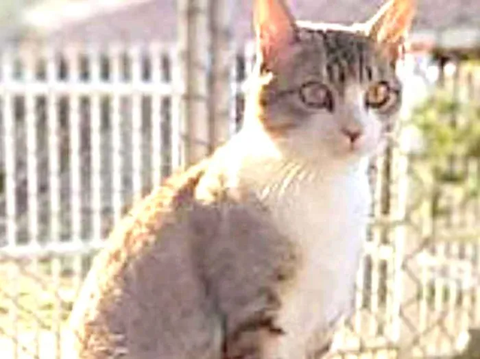 Gato ra a srd idade 1 ano nome Chips