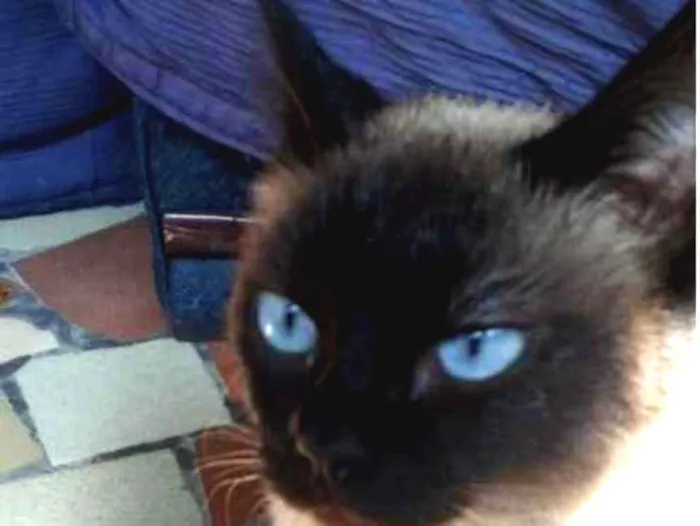 Gato ra a Siamês  idade 2 anos nome Bianca