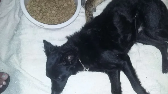 Cachorro ra a Vira-Lata idade 6 ou mais anos nome Meggy