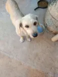 Juju