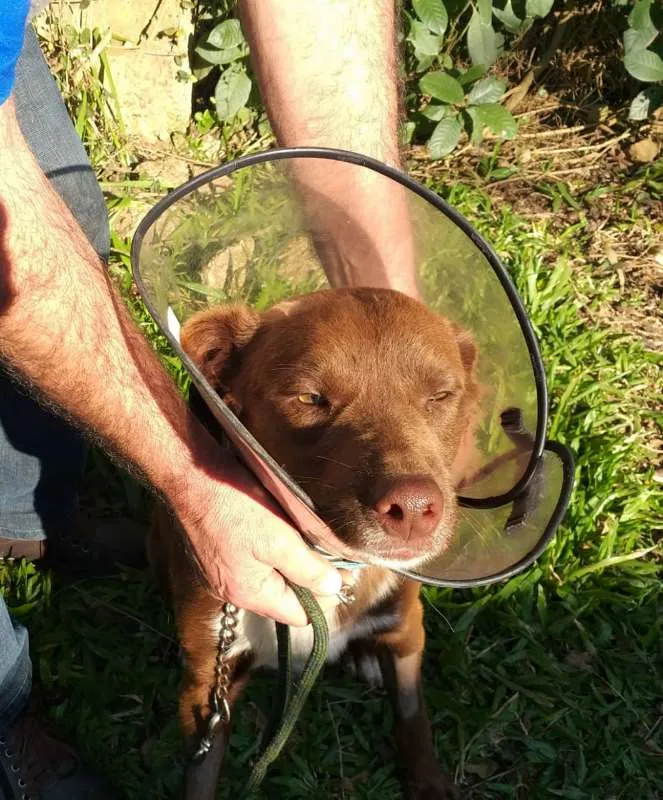Cachorro ra a SRD idade 1 ano nome Feijão