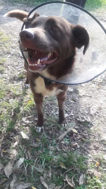 Cachorro ra a SRD idade 1 ano nome Feijão