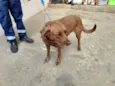 Apolo