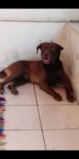 Apolo