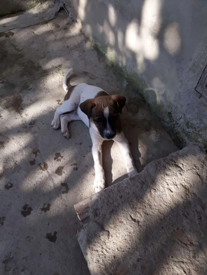 Cachorro ra a Indefinida  idade  nome Pluta 