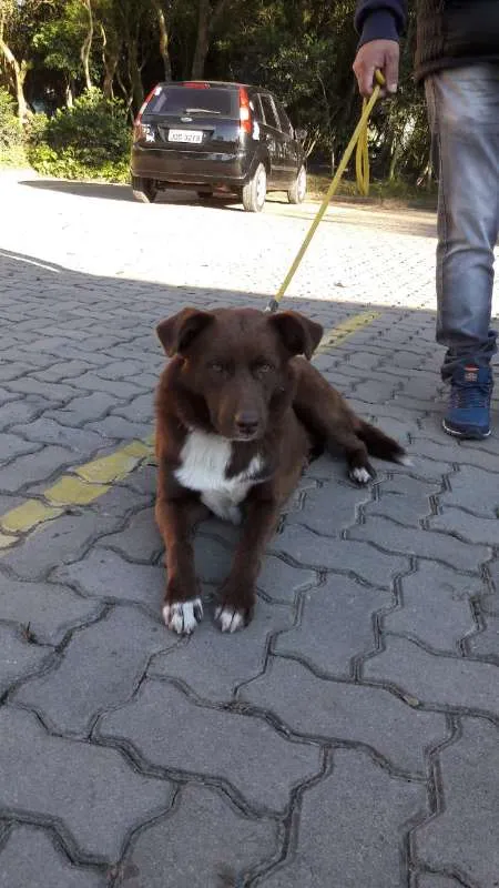 Cachorro ra a SRD idade 1 ano nome Feijão