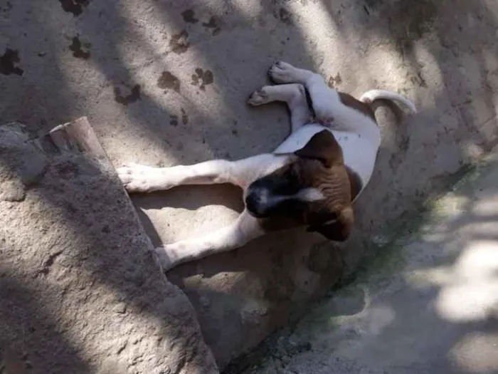 Cachorro ra a Indefinida  idade  nome Pluta 
