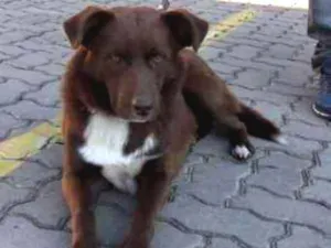 Cachorro raça SRD idade 1 ano nome Feijão