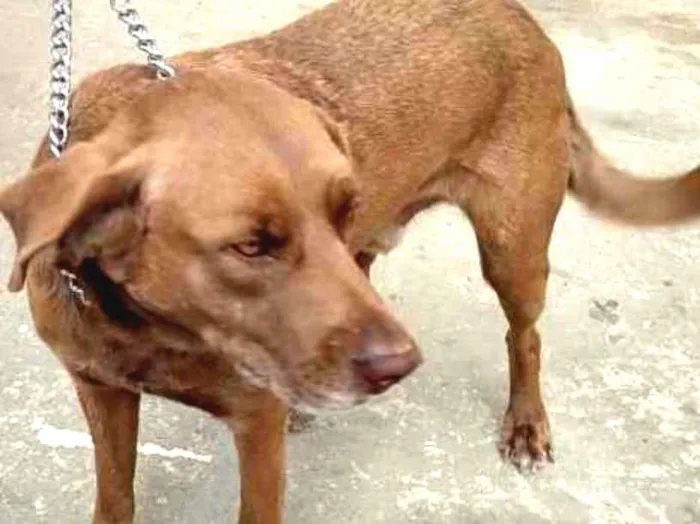 Cachorro ra a Mix labrador idade 2 anos nome Apolo