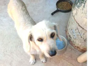 Cachorro raça Srd idade 2 anos nome Juju