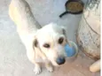 Juju