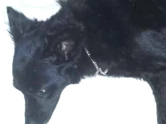 Cachorro ra a Vira-Lata idade 6 ou mais anos nome Meggy