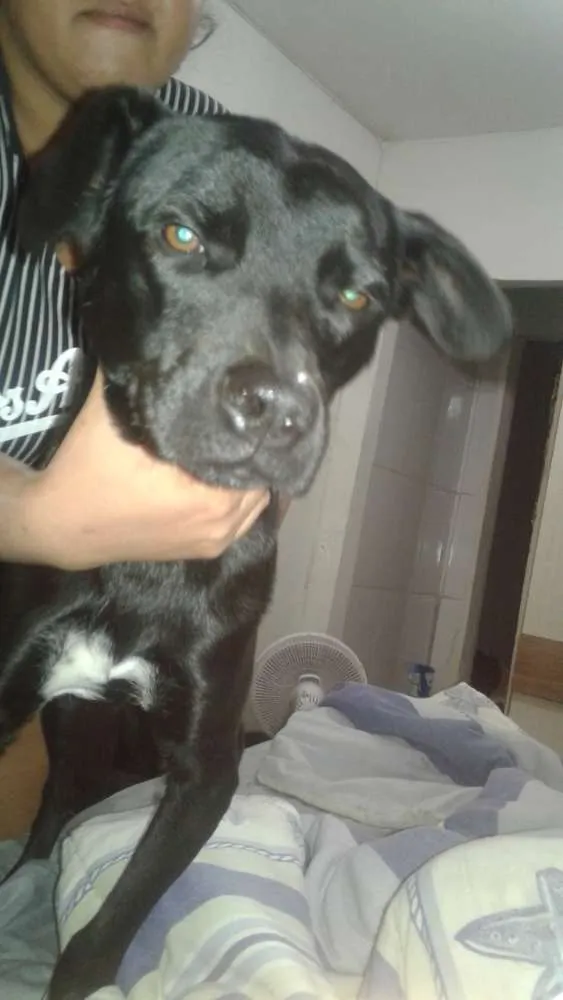 Cachorro ra a Vira lata com doberman idade 7 a 11 meses nome Erik