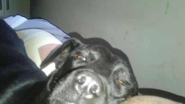 Cachorro ra a Vira lata com doberman idade 7 a 11 meses nome Erik