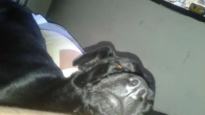 Cachorro ra a Vira lata com doberman idade 7 a 11 meses nome Erik