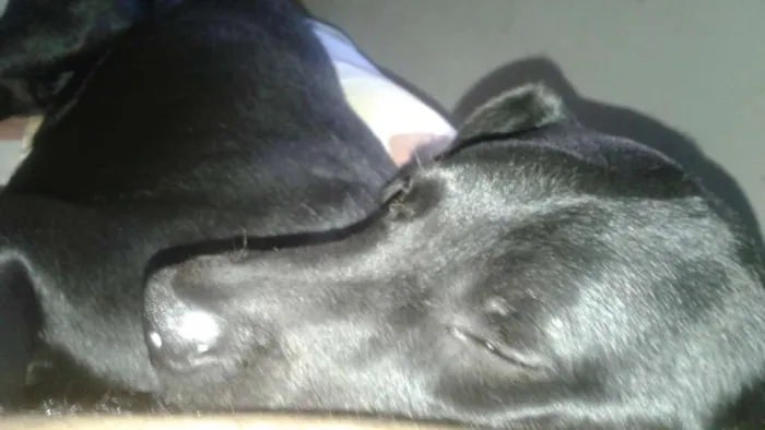 Cachorro ra a Vira lata com doberman idade 7 a 11 meses nome Erik