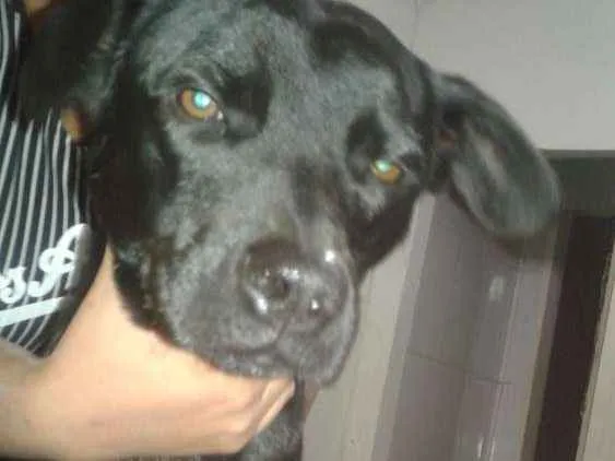 Cachorro ra a Vira lata com doberman idade 7 a 11 meses nome Erik