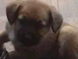 Cachorro raça Não sei idade 7 a 11 meses nome Joca 