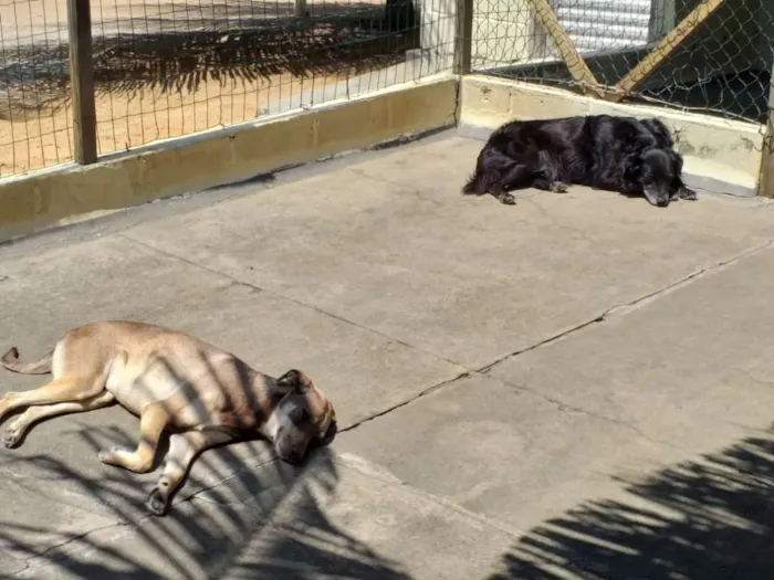 Cachorro ra a SDR sem raça definida idade 1 ano nome Bebel